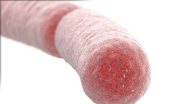 3D модель Bacillus Bacteria Red - TurboSquid 1678802