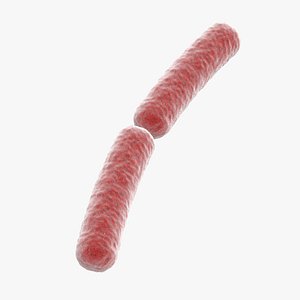 3D model bacteria bacillus