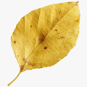 Birch Leaf V2