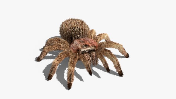 Rose hair tarantula rigged model - TurboSquid 1606379