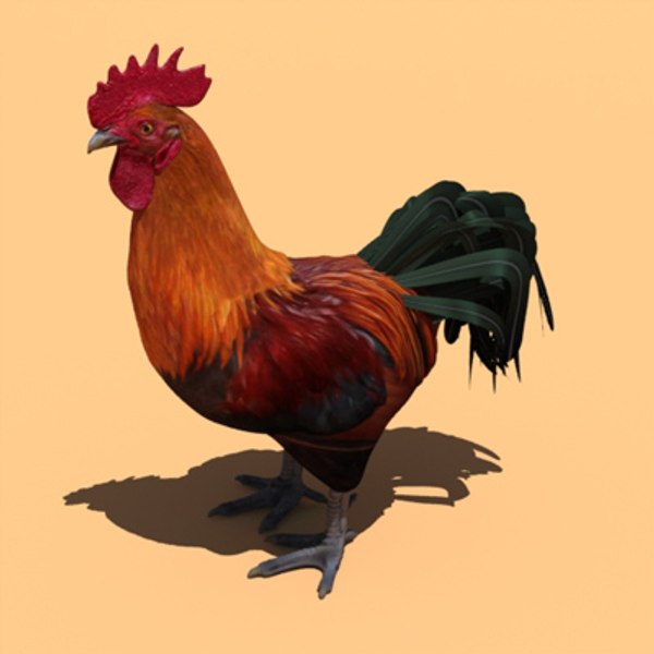 Rooster 3D Models for Download | TurboSquid