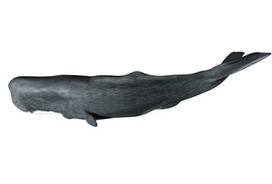 sperm whale 3d model