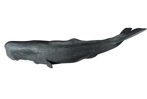 Sperm Whale