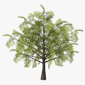 hawthorn fruits low poly