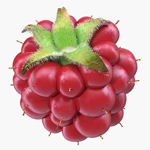 ripe berry blackberry fur 3D model