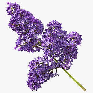 Purple Lilac Branch model
