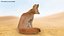 Vulpes Zerda Sitting Pose Fur 3D model