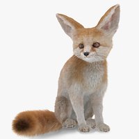 Vulpes Zerda Sitting Pose Fur