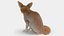 Vulpes Zerda Sitting Pose Fur 3D model
