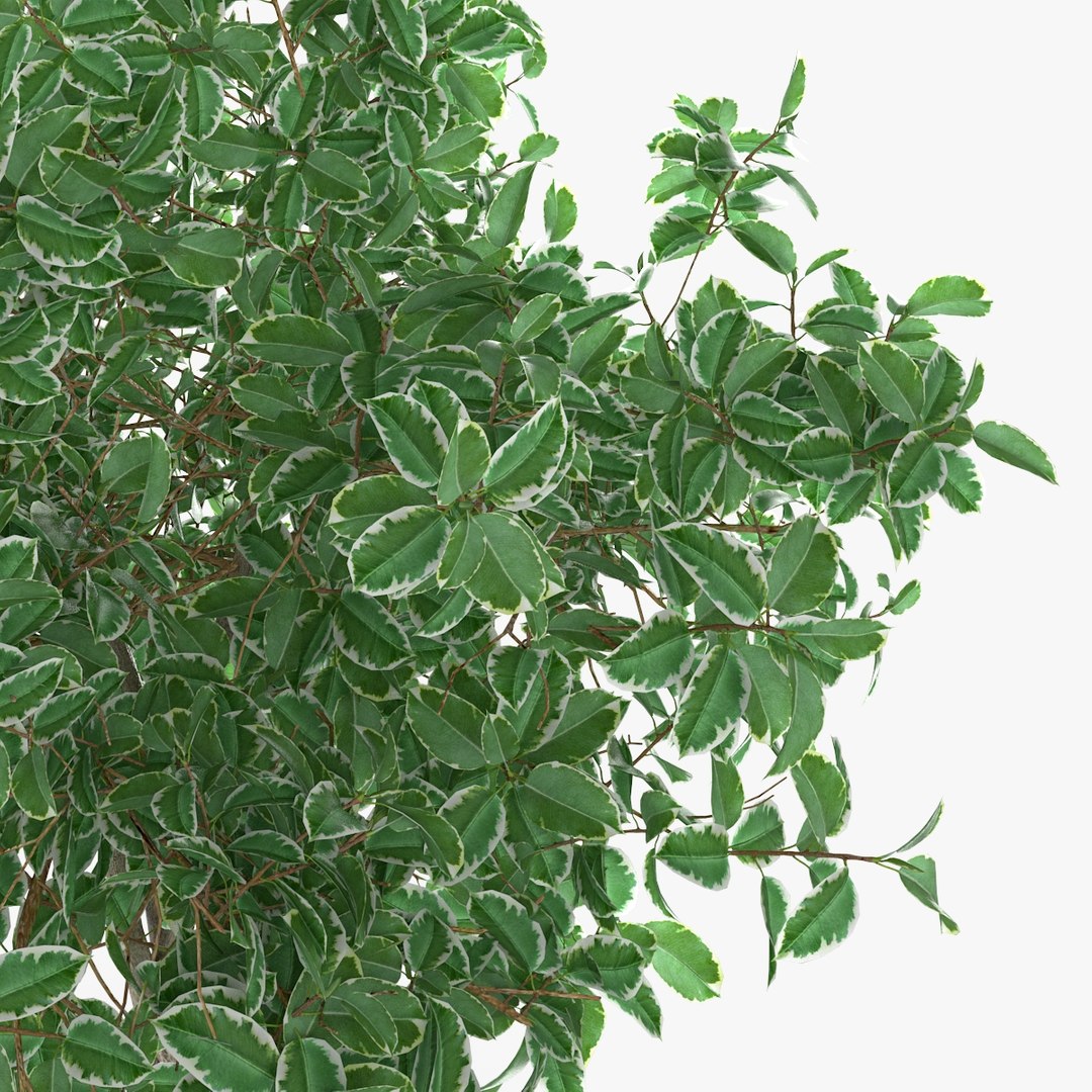 3d model ficus plant