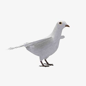 3D DoveRigged model