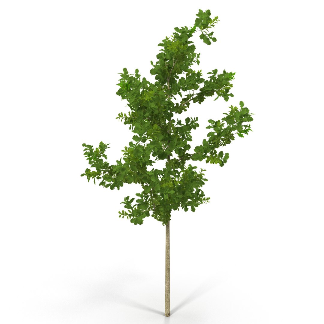 Young White Oak Summer 3D model preview