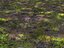Waldboden 16K Ultra HD