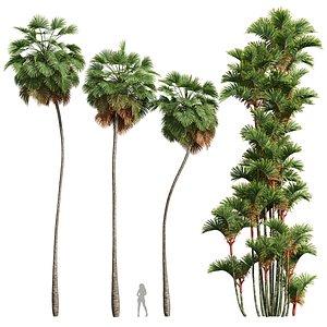 3D Borassus Flabellifer and Cyrtostachys Renda