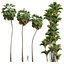 Borassus Flabellifer 和 Cyrtostachys Renda