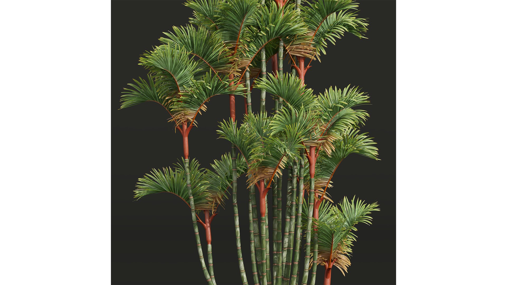 3D Borassus Flabellifer and Cyrtostachys Renda https://p.turbosquid.com/ts-thumb/iC/nomY3A/Ib/z02/png/1709989261/1920x1080/fit_q87/1ff494ad038a9e1a79d9bb394578312390163f30/z02.jpg