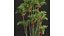 Borassus Flabellifer 和 Cyrtostachys Renda