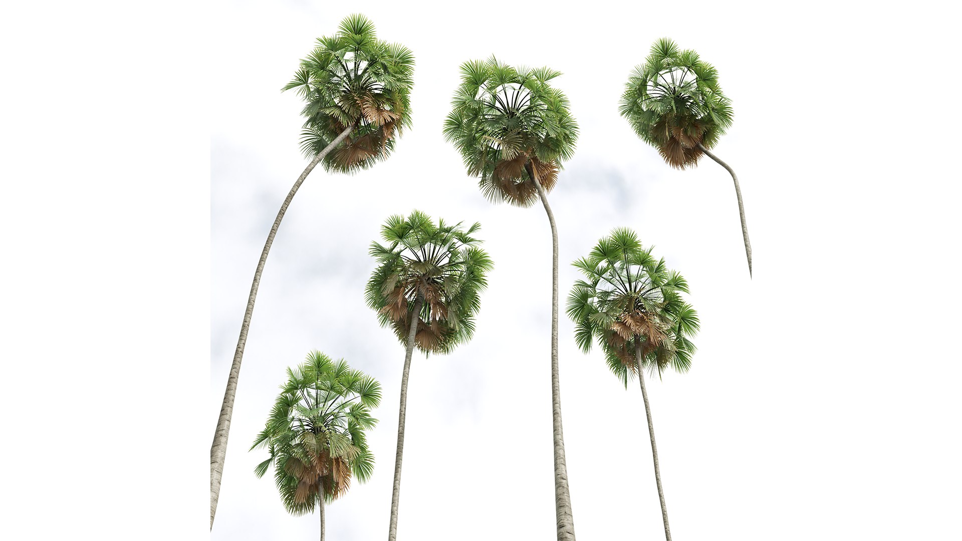 3D Borassus Flabellifer and Cyrtostachys Renda https://p.turbosquid.com/ts-thumb/iC/nomY3A/LU/z05/png/1709989264/1920x1080/fit_q87/7a7adf90ef671f0bbbe3e503c7f2735c9af5df4e/z05.jpg