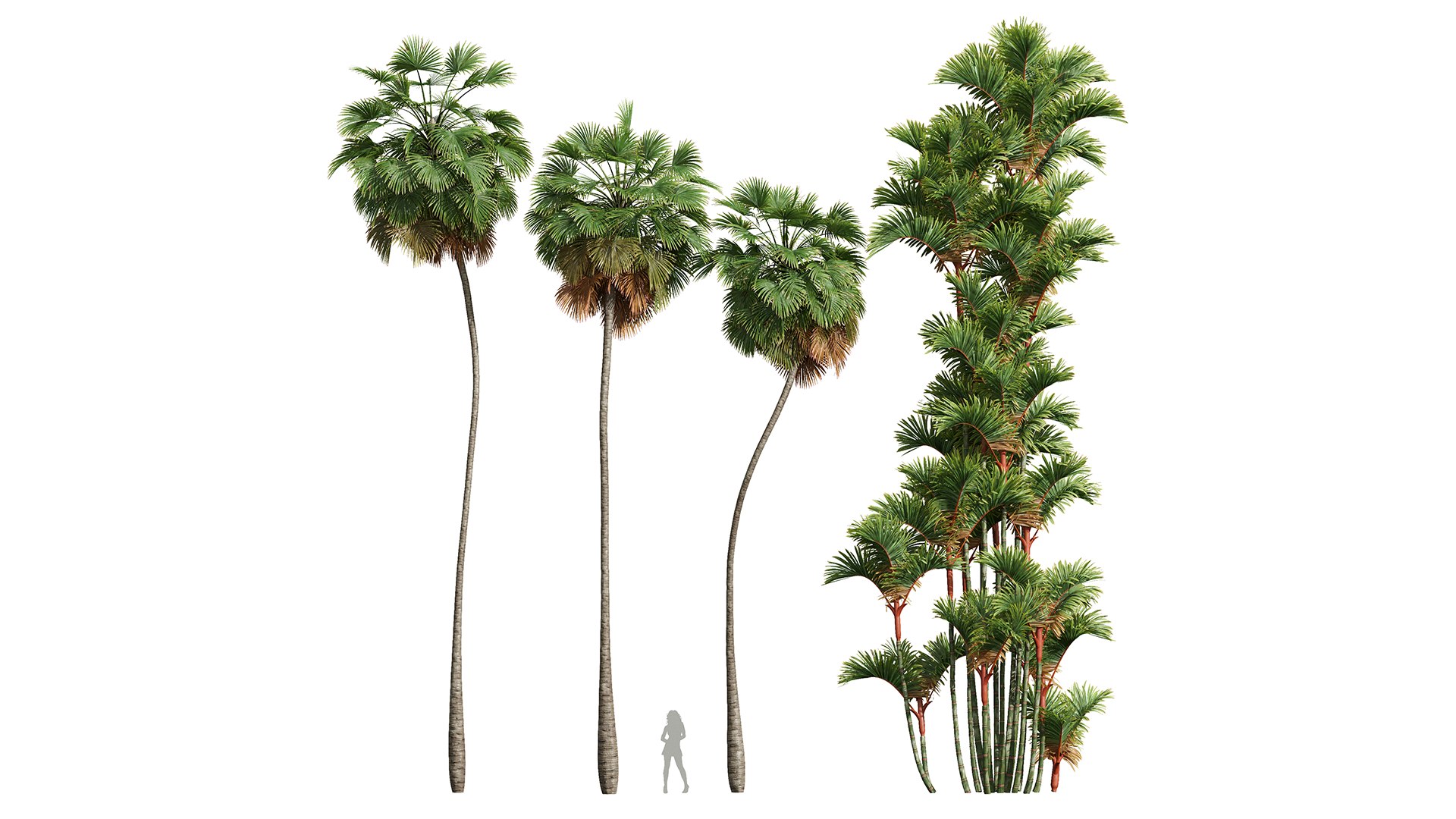 3D Borassus Flabellifer and Cyrtostachys Renda https://p.turbosquid.com/ts-thumb/iC/nomY3A/M1/z01/png/1709989255/1920x1080/fit_q87/8ff45302001a442e745322784ddf1aebb6f52d41/z01.jpg