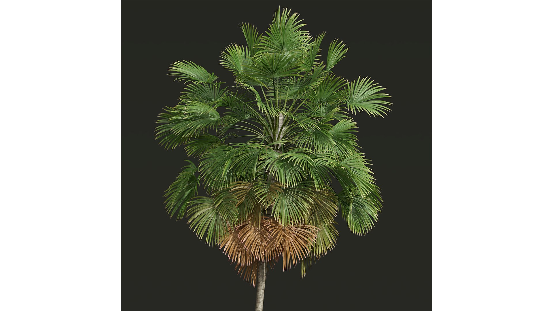 3D Borassus Flabellifer and Cyrtostachys Renda https://p.turbosquid.com/ts-thumb/iC/nomY3A/YK/z03/png/1709989263/1920x1080/fit_q87/ff8f580f695a62dd8523e2aebdac9287fa5f3020/z03.jpg
