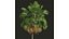 Borassus Flabellifer 和 Cyrtostachys Renda