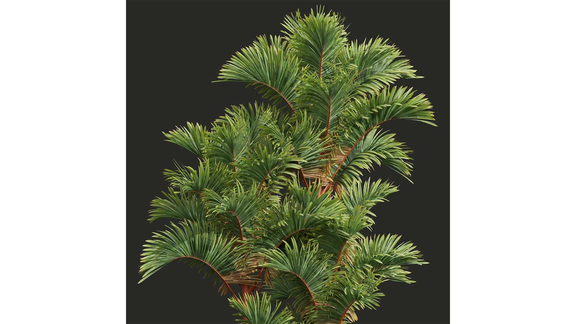 3D Borassus Flabellifer and Cyrtostachys Renda https://p.turbosquid.com/ts-thumb/iC/nomY3A/qd/z06/png/1709989268/1920x1080/fit_q87/39a52f9912039a9697d9bf2f575845fbb25b8661/z06.jpg