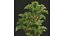 Borassus Flabellifer 和 Cyrtostachys Renda