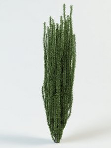 yew taxus baccata