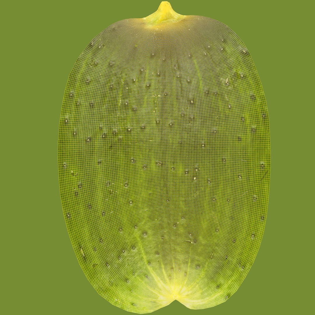 3D cucumber 01 hi model https://p.turbosquid.com/ts-thumb/iD/0nbgOP/AZnKjoAn/unwrap/jpg/1567412190/1920x1080/fit_q87/37be12031ad67ff4d817c71cf499dafb04cdf9da/unwrap.jpg