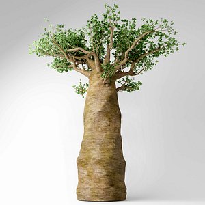 3D madagascan baobab
