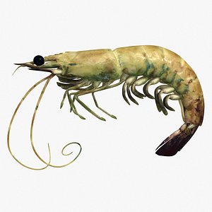 Shrimp 2 Alive