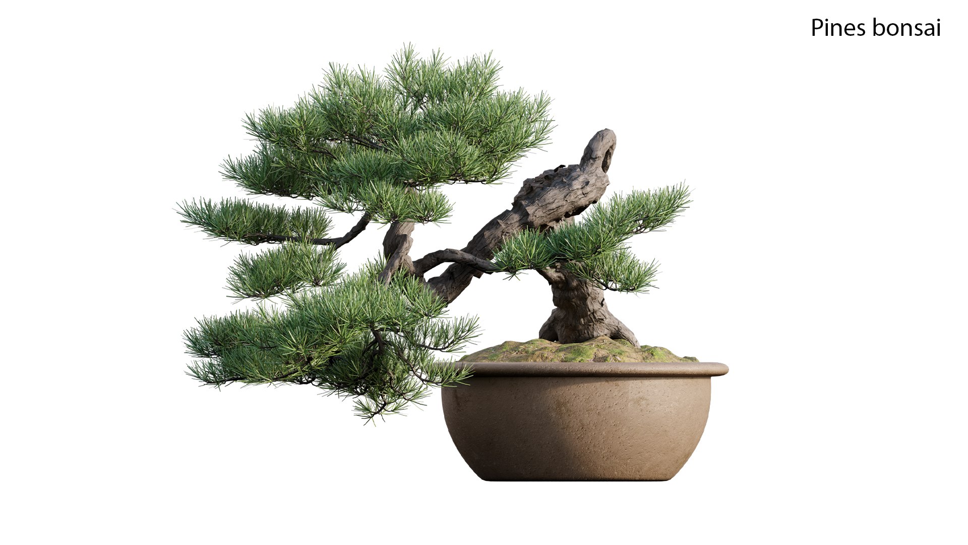 Pine bonsai 03 3D model https://p.turbosquid.com/ts-thumb/iD/Kre5Qj/JT/3dtree_pinesbonsai_03_03/jpg/1647167293/1920x1080/fit_q87/bb0576ac9073543a6961d3bd1db350cfcaef0d84/3dtree_pinesbonsai_03_03.jpg