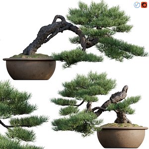 Pine bonsai 03 3D model