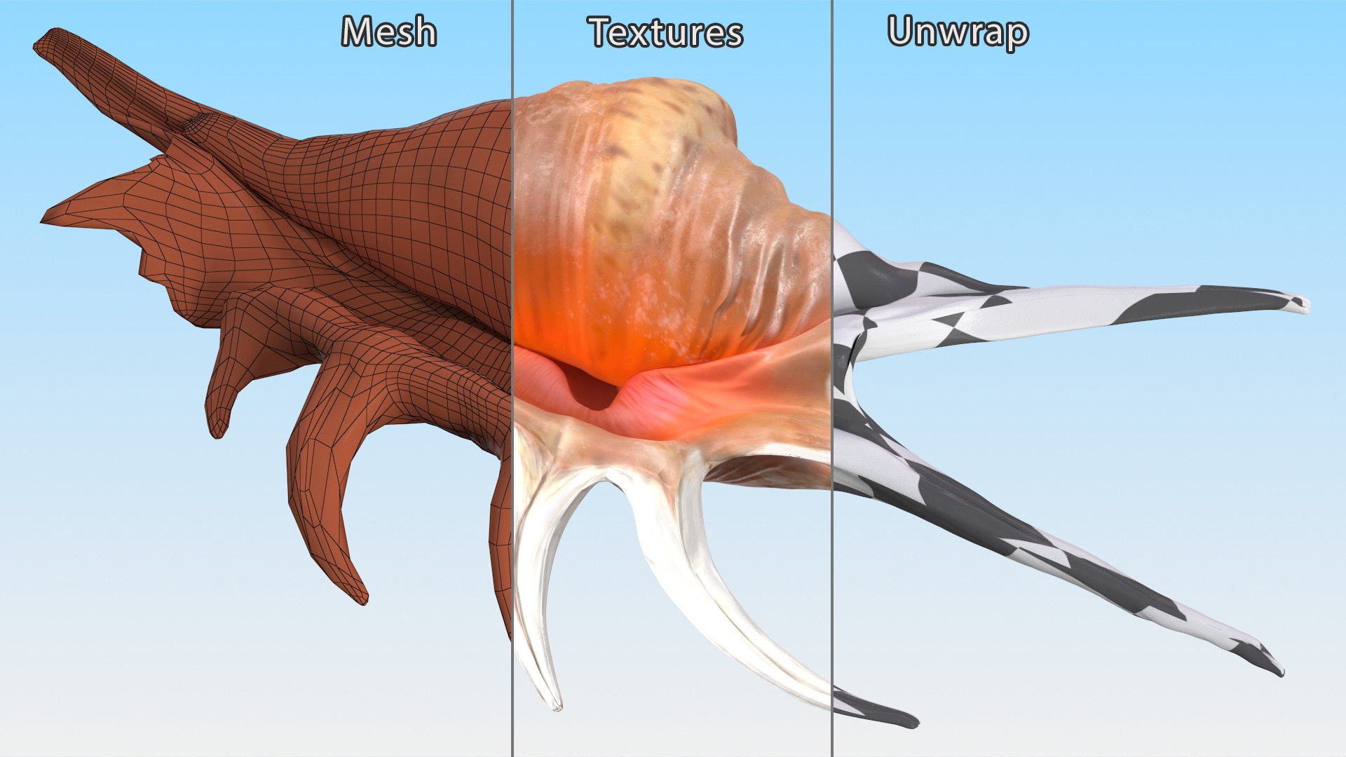 Sea Shells Collection 8 3D Model - TurboSquid 2208651