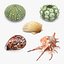 Sea Shells Collection 8 3D model