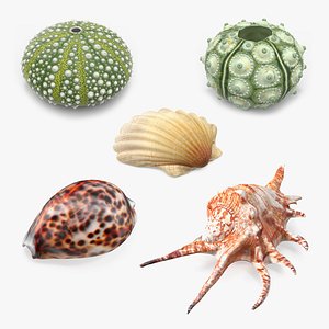 Sea Shells Collection 8