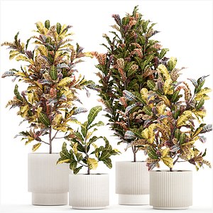 3D model Collection of white potted plants of small Croton trees 1445