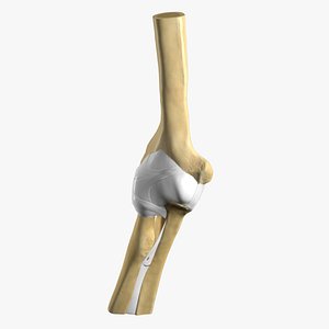 Anatomy of the elbow bones and ligaments