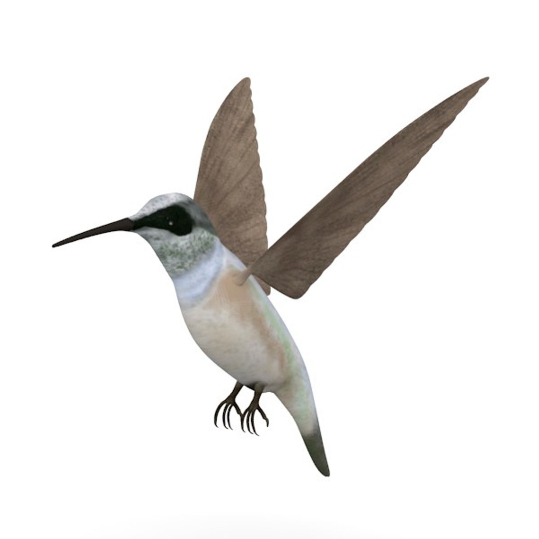 3d Colibri Birds Rigged Model
