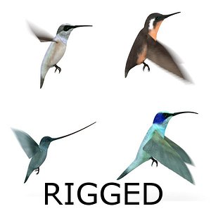 3d colibri birds rigged model