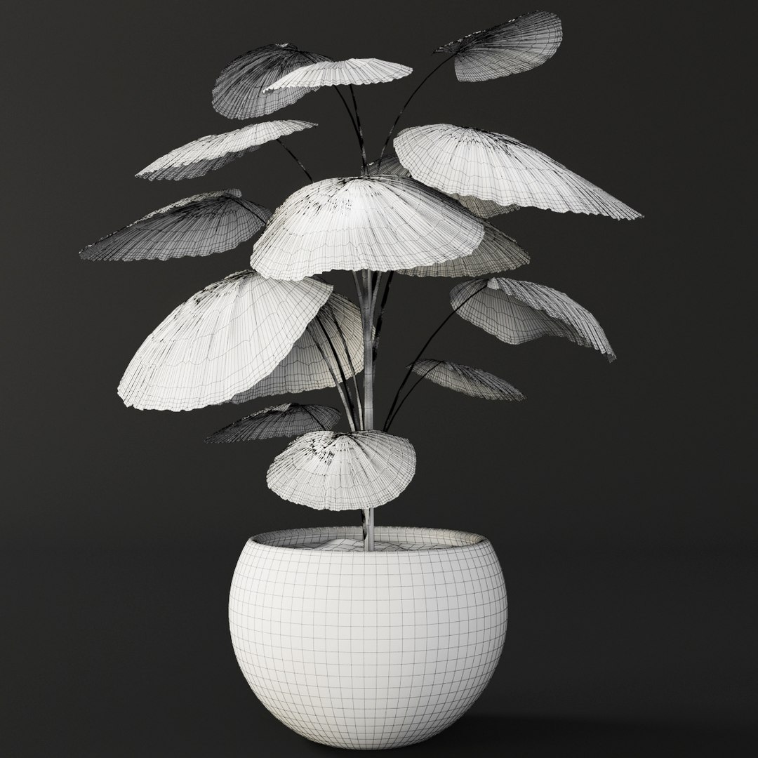 3d palm tree https://p.turbosquid.com/ts-thumb/iD/te3vZp/CAyBqSC3/licualaorbicularis08/jpg/1475830225/1920x1080/fit_q87/030ac059952b7b978b35d9fbefe8af94c949f1ea/licualaorbicularis08.jpg