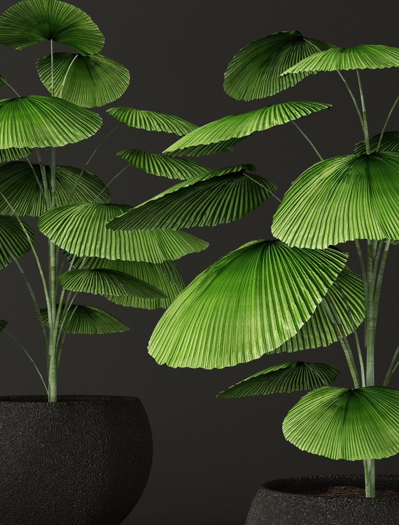 3d palm tree https://p.turbosquid.com/ts-thumb/iD/te3vZp/FREHyDXa/licualaorbicularis05/jpg/1475830225/1920x1080/fit_q87/f028590795eb9d0d6ff9be009ca3bea44f7c8c8c/licualaorbicularis05.jpg