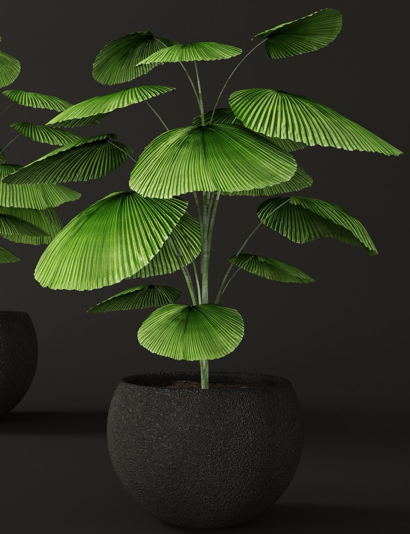 3d palm tree https://p.turbosquid.com/ts-thumb/iD/te3vZp/JQBaEBrB/licualaorbicularis02/jpg/1475830225/1920x1080/fit_q87/1de966b5929d0624ad9b4ed2906d806ed27d8f87/licualaorbicularis02.jpg