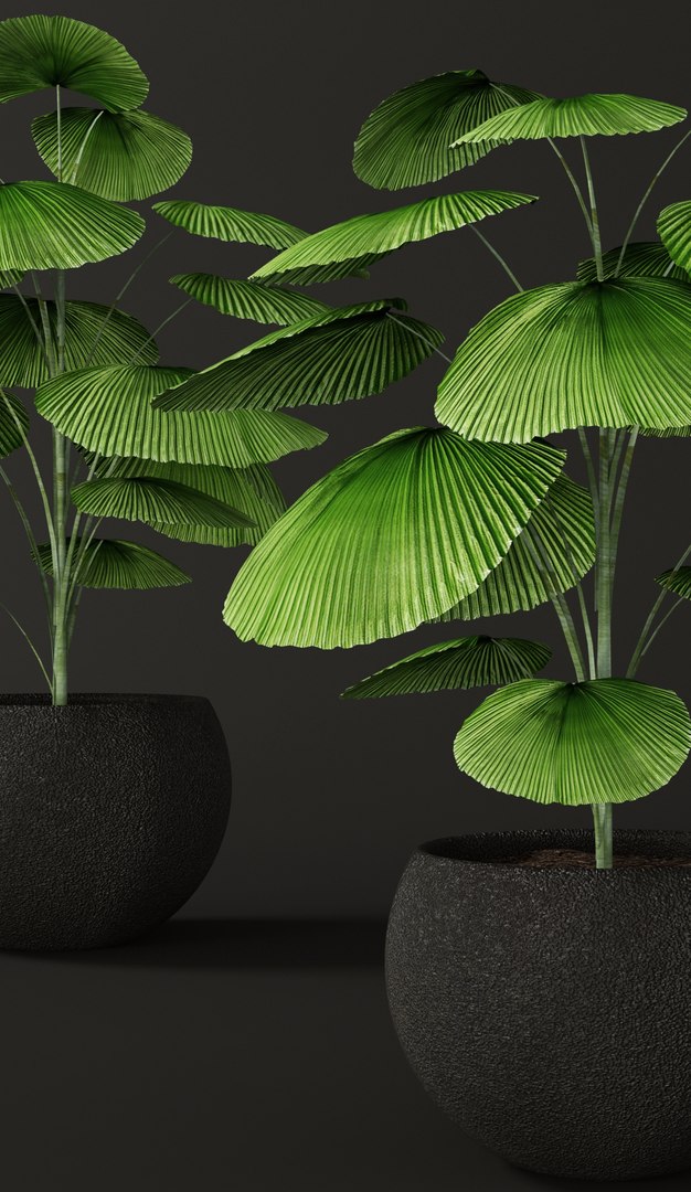 3d palm tree https://p.turbosquid.com/ts-thumb/iD/te3vZp/ZLjsDjrm/licualaorbicularis03/jpg/1475830225/1920x1080/fit_q87/826516b4edf4bc3cb6395dd61a96265a9395f19e/licualaorbicularis03.jpg