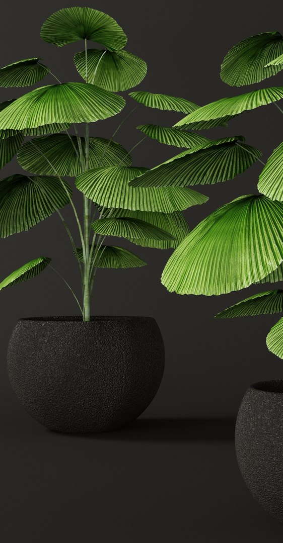 3d palm tree https://p.turbosquid.com/ts-thumb/iD/te3vZp/scemt3n5/licualaorbicularis01/jpg/1475830225/1920x1080/fit_q87/64048373d21259c0672b816cdee80b117f998f70/licualaorbicularis01.jpg