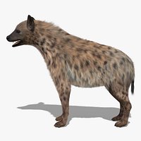 Spoted Hyena Fur