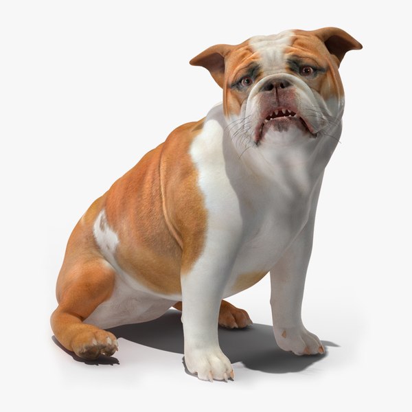 3D Bulldog Rigged for Maya