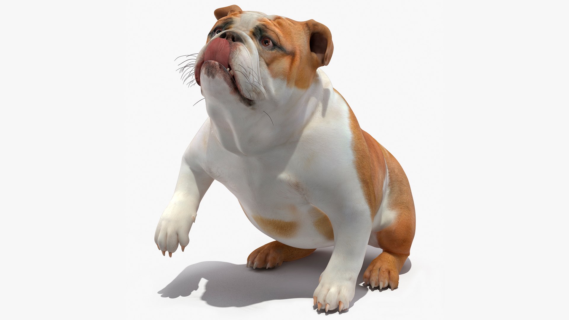 Bulldog Rigged for Maya 3D model preview