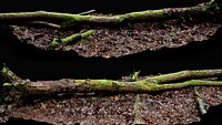 forest ground mossy tree trunk debris pt13 photogrammetry