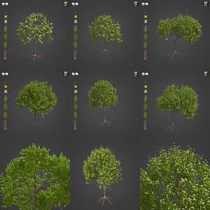 2021 PBR Lemon Tree Collection - Citrus Limon